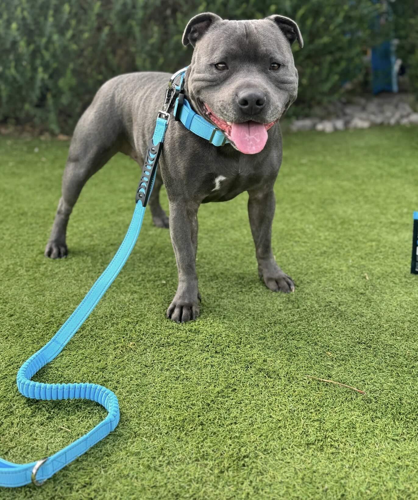ANTI SHOCK BUNGEE LEASH