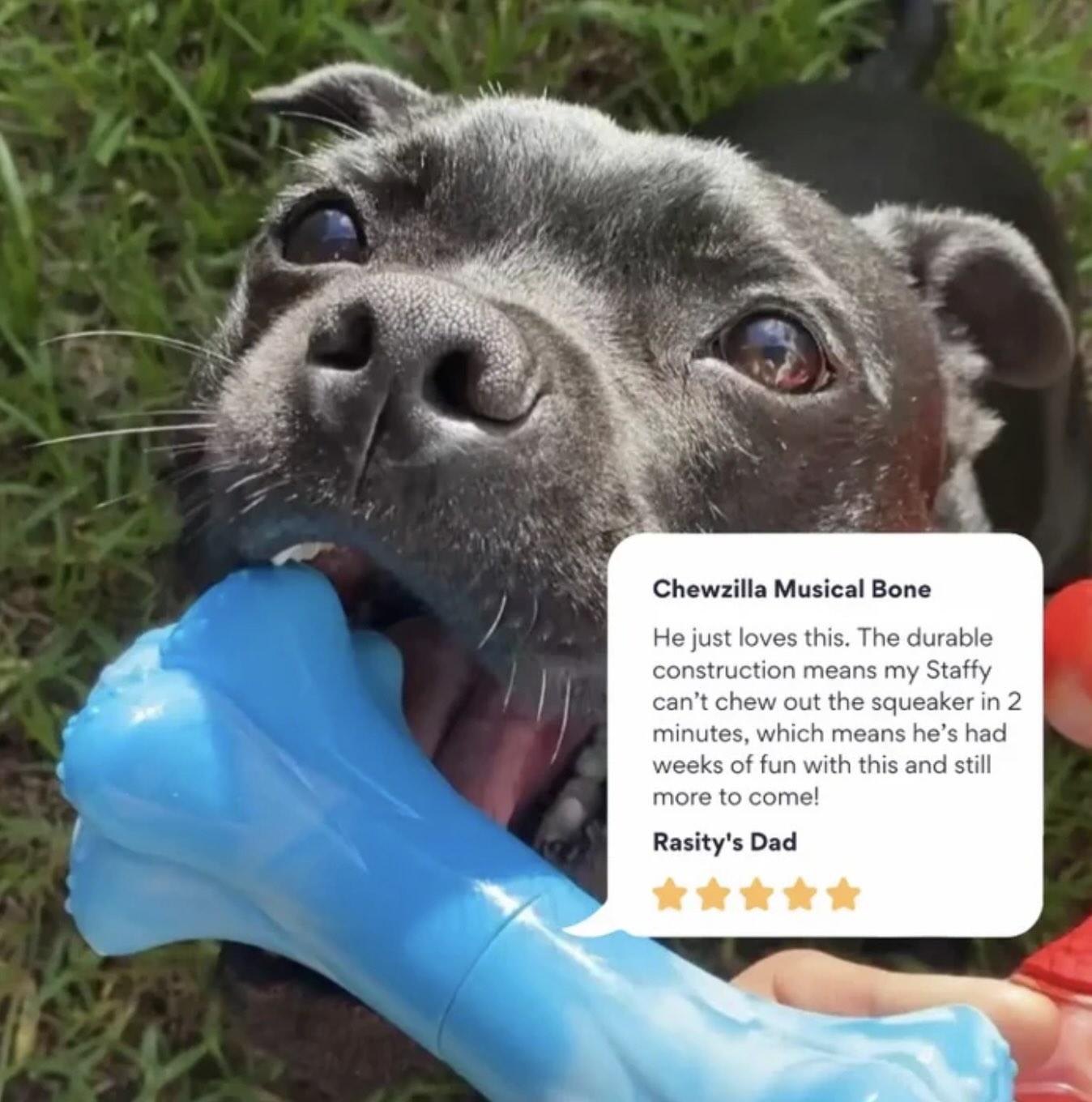 CHEWZILLA MUSICAL BONE