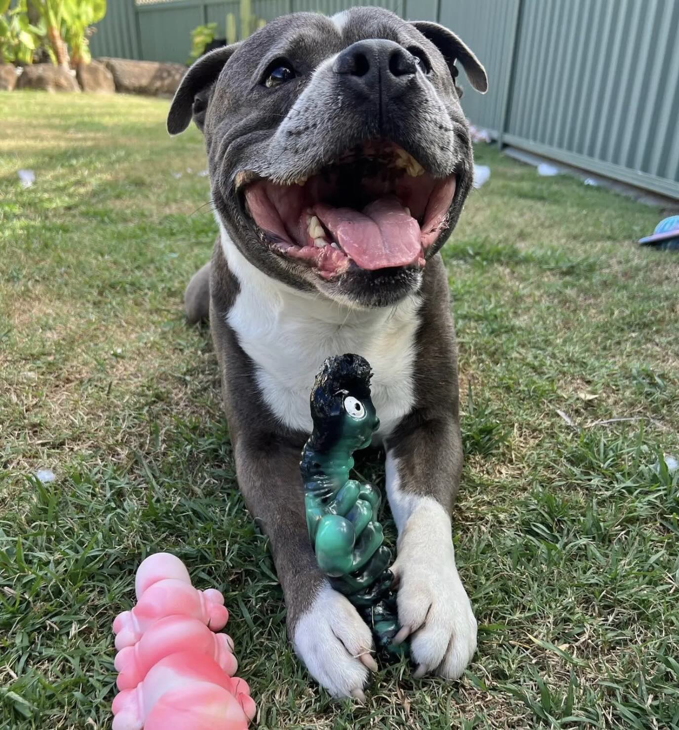 CHEWZILLA SEA CHOMPER