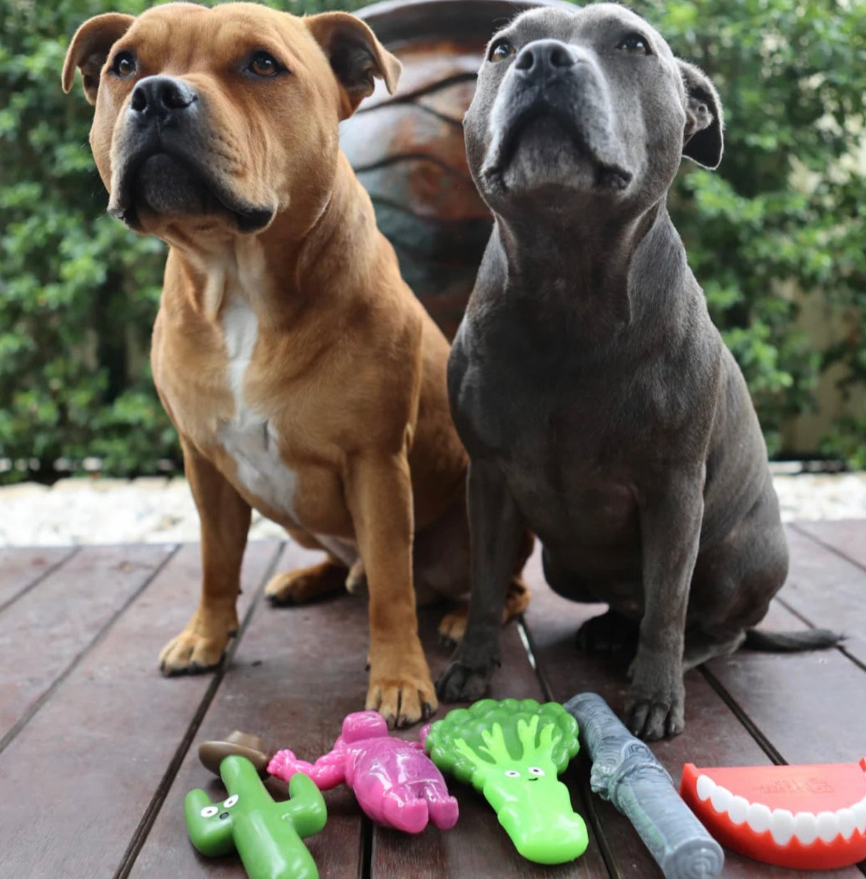 CACTUS COWBOY - "The Toughest Chew Toys on the Planet"