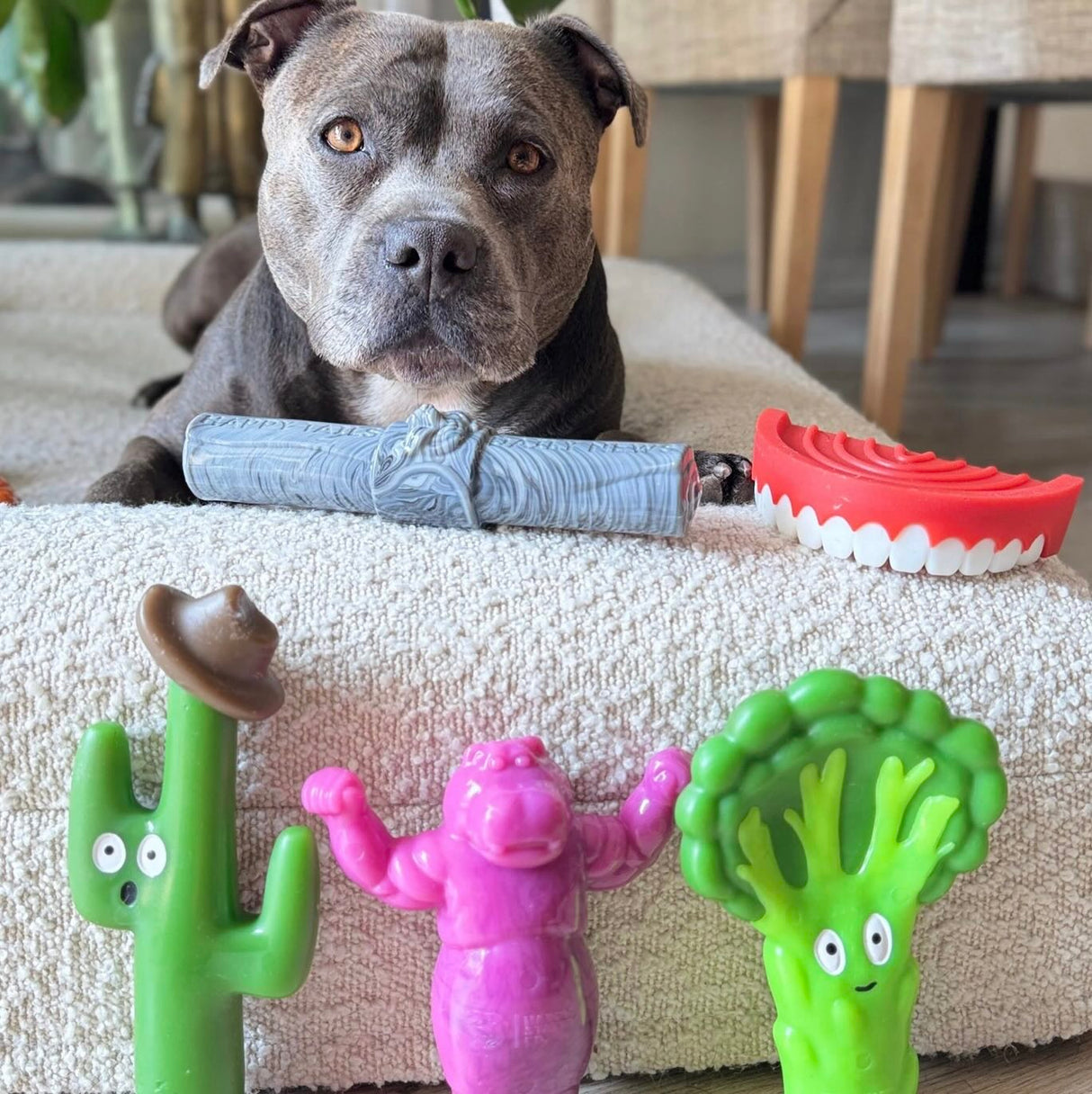 CACTUS COWBOY - "The Toughest Chew Toys on the Planet"