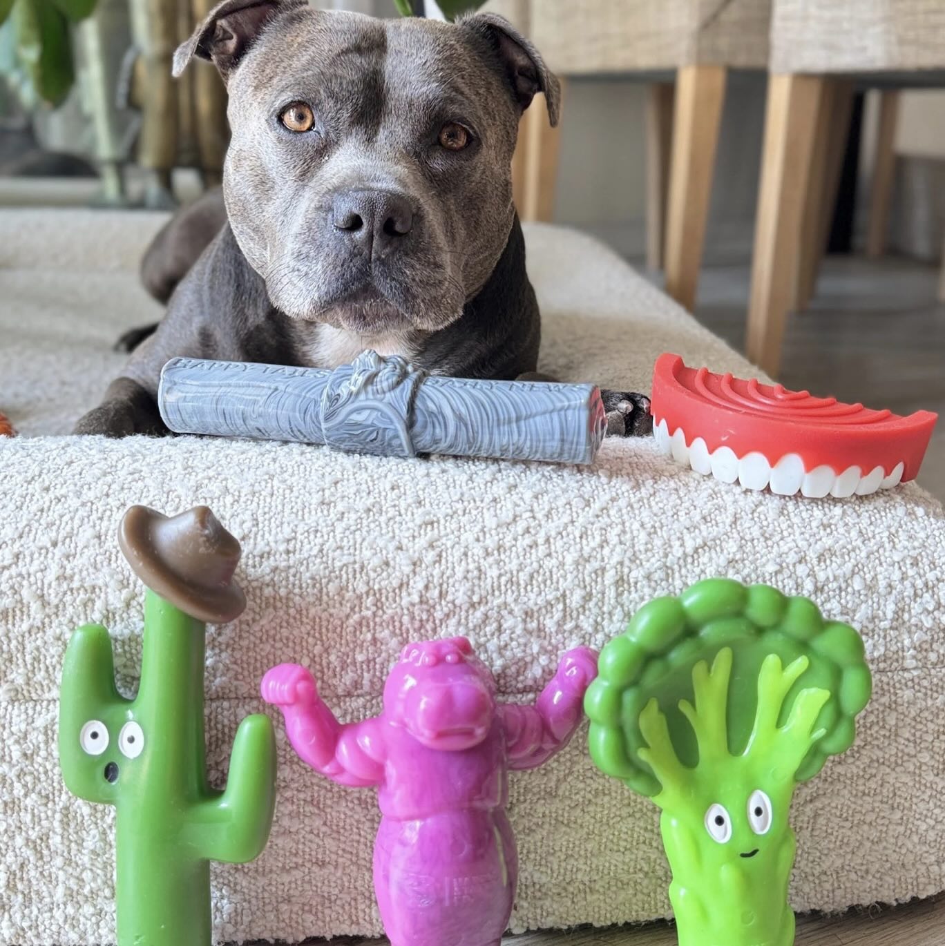 CACTUS COWBOY - "The Toughest Chew Toys on the Planet"