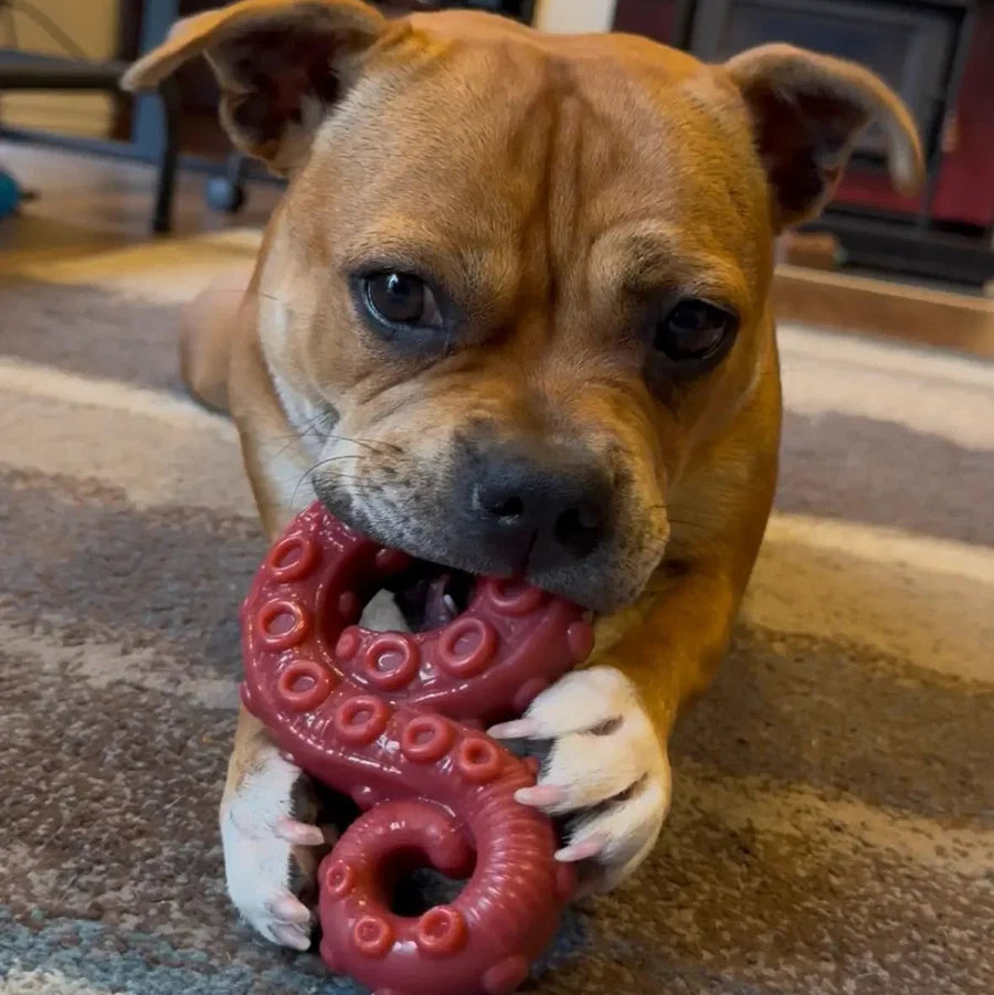 Chewzilla® Deep Sea Mission (5 Toys included)