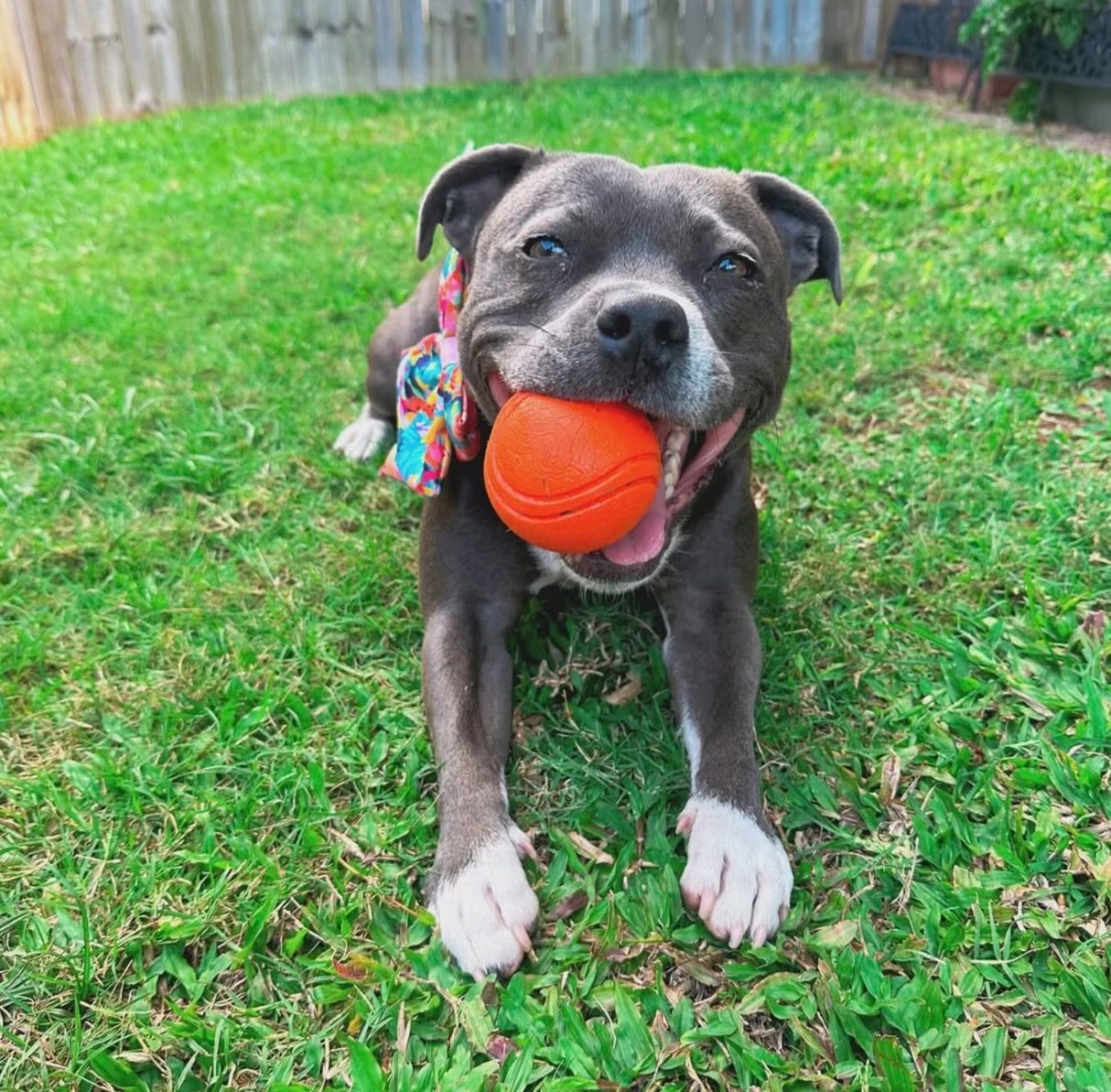 HAPPY STAFFY DURABALL - PURPLE