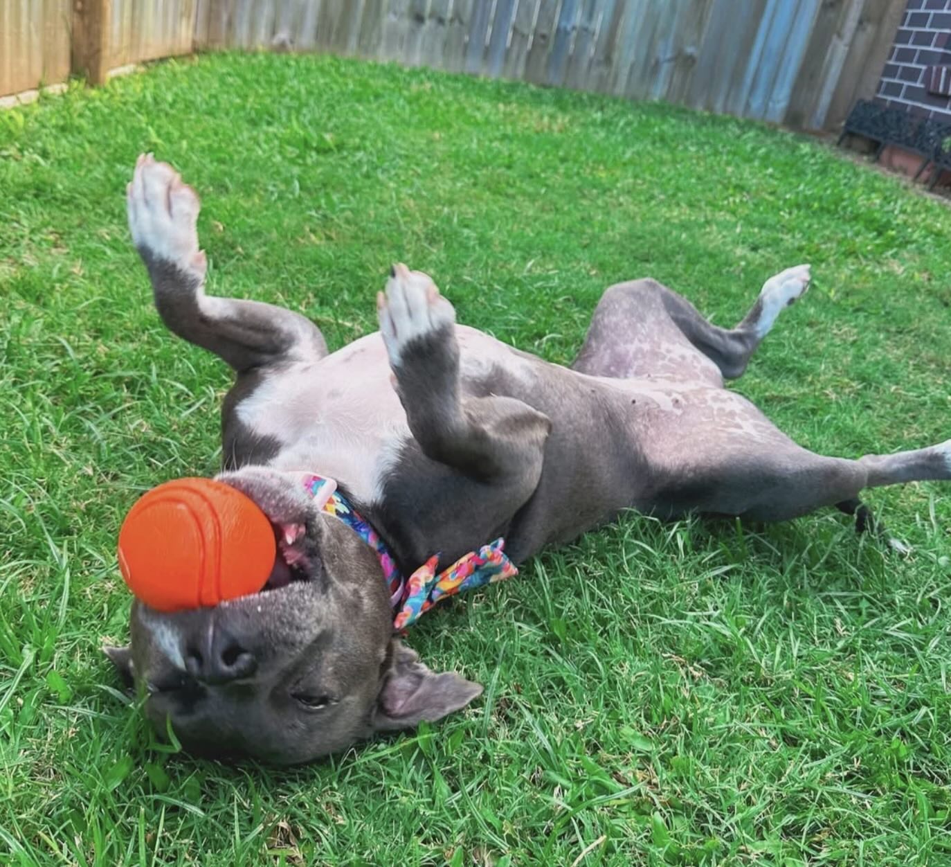 HAPPY STAFFY DURABALL - PURPLE