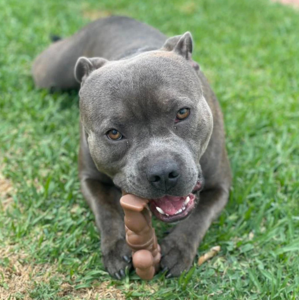 STAFFY BALBOA