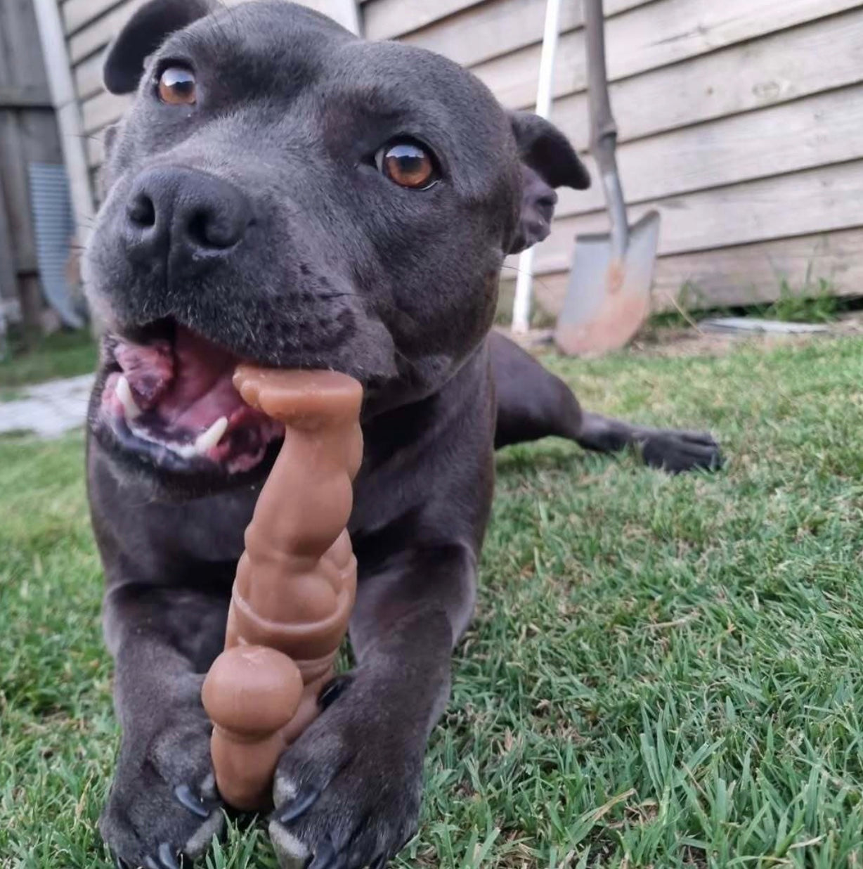 STAFFY BALBOA