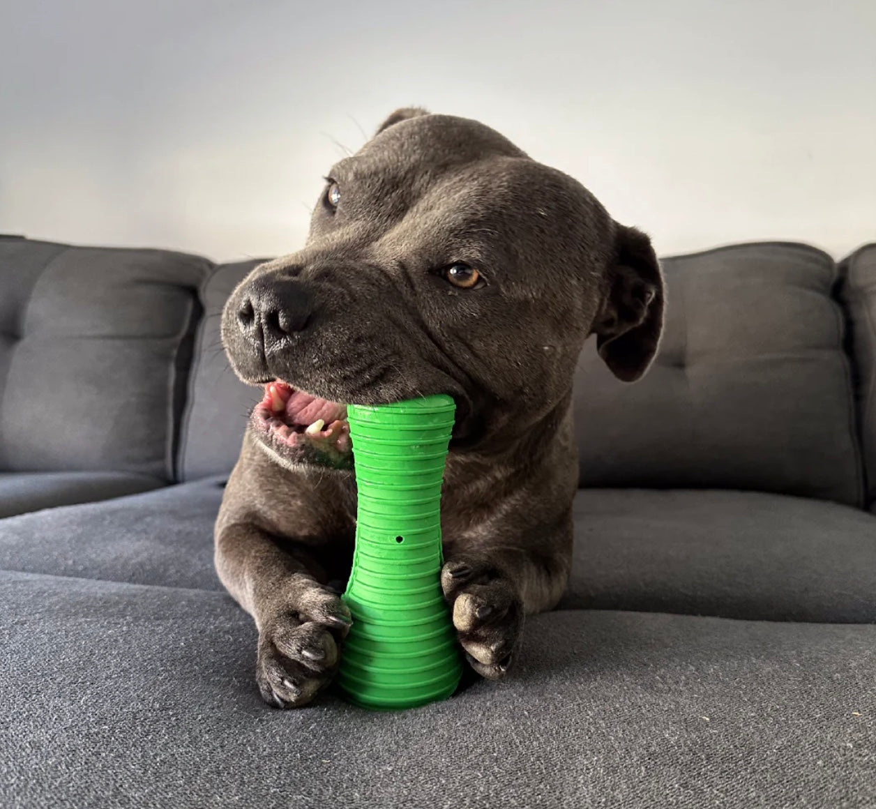 Crocodile Dental Chew