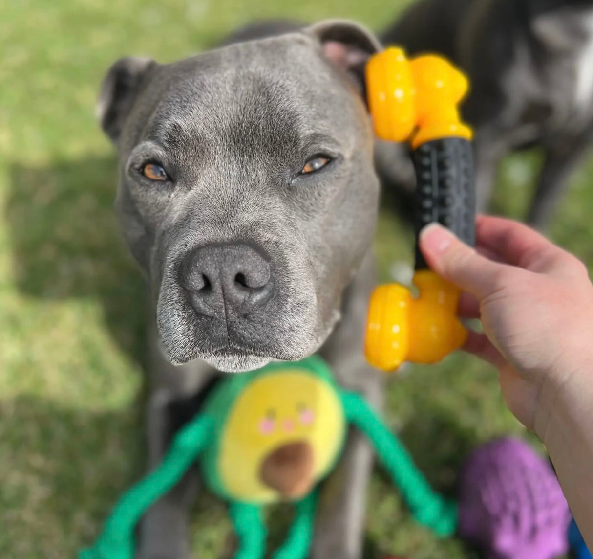 Power Chew Phone