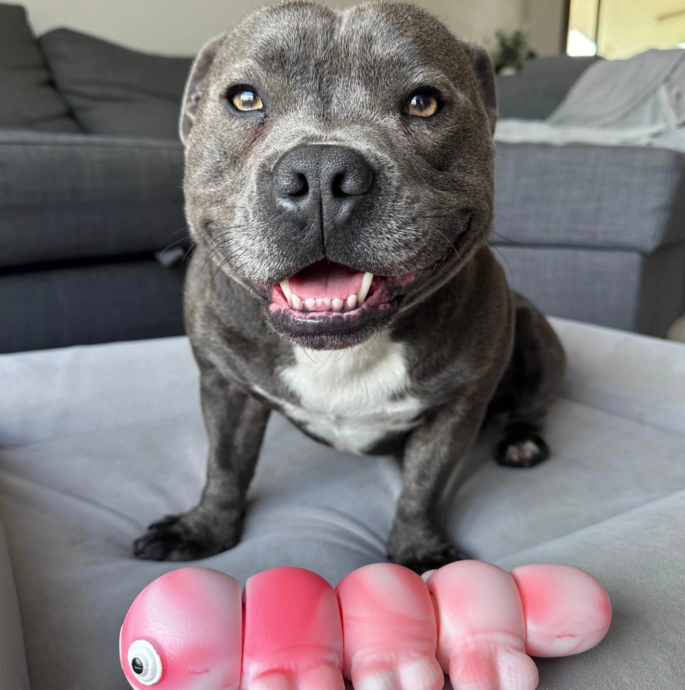 TOUGH WIGGLE WORM