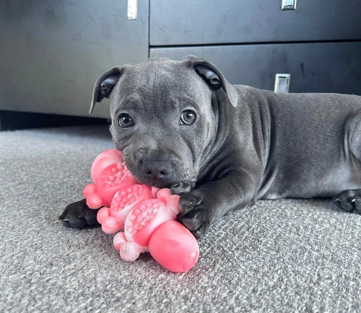 TOUGH WIGGLE WORM