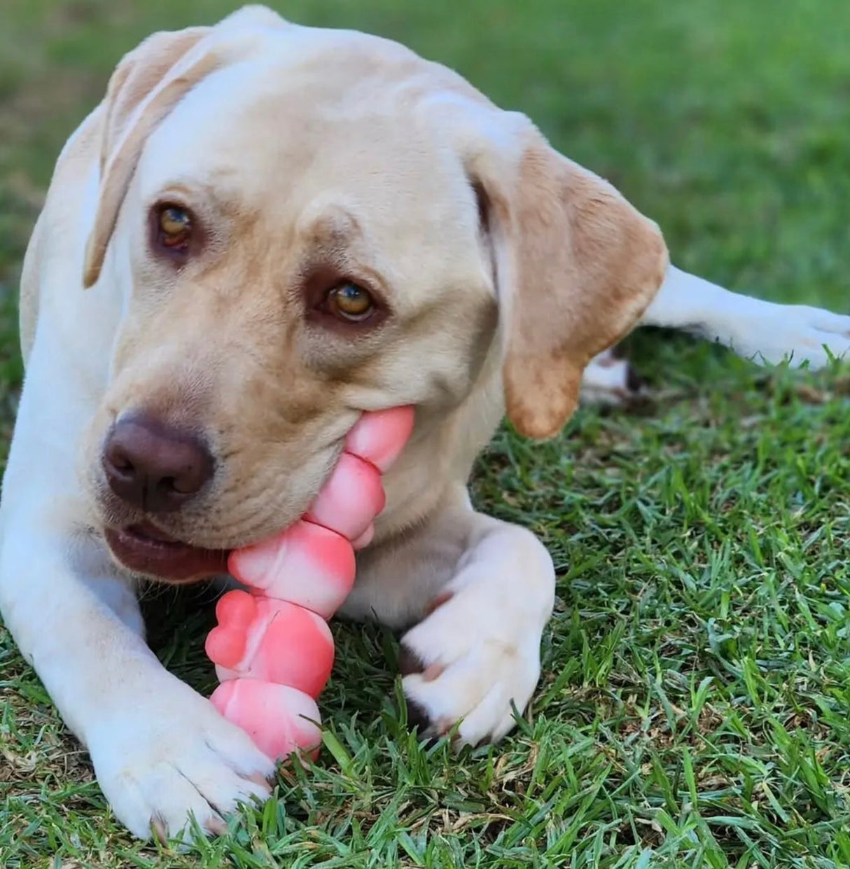 TOUGH WIGGLE WORM