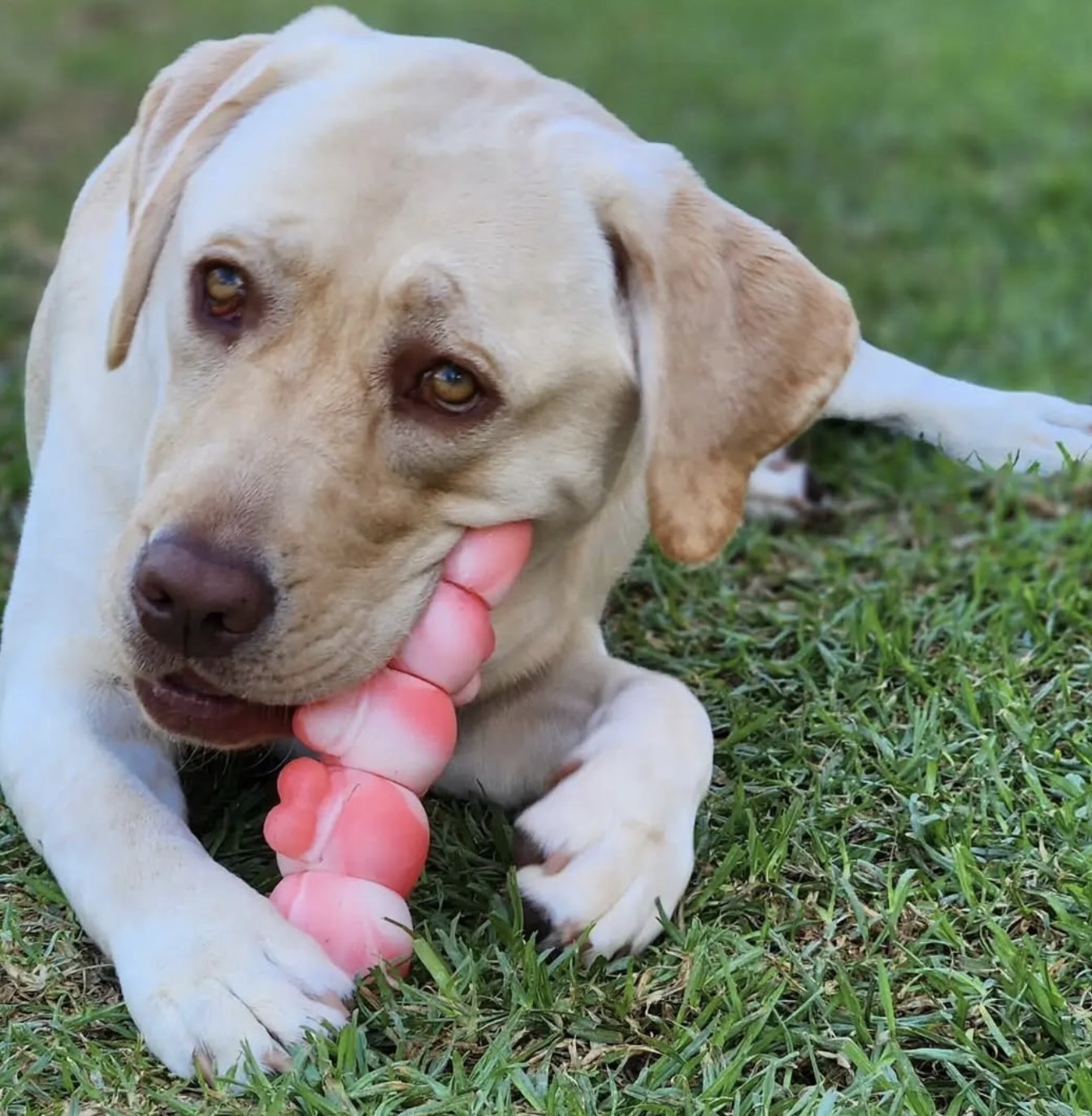 TOUGH WIGGLE WORM