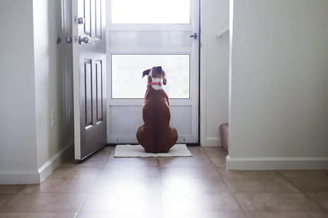 Pet Doors & Training