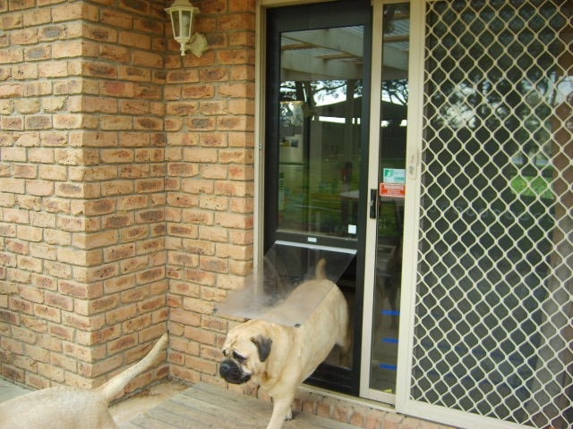 Pet Doors Guide 2022