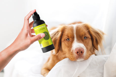 Pet Friendly Air Fresheners