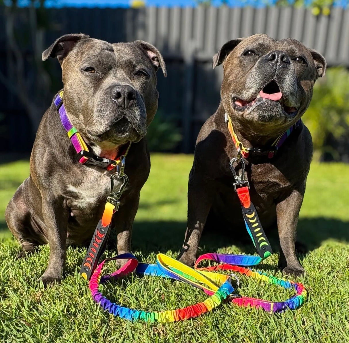 ANTI SHOCK BUNGEE LEASH
