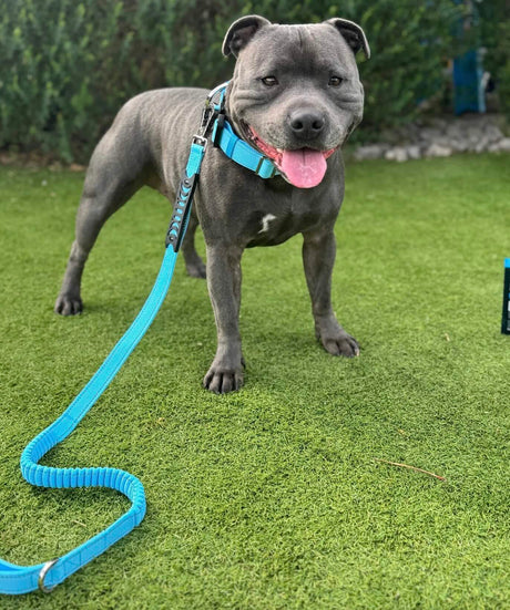 ANTI SHOCK BUNGEE LEASH