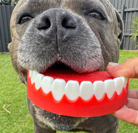 CHATTER CHOMPERS