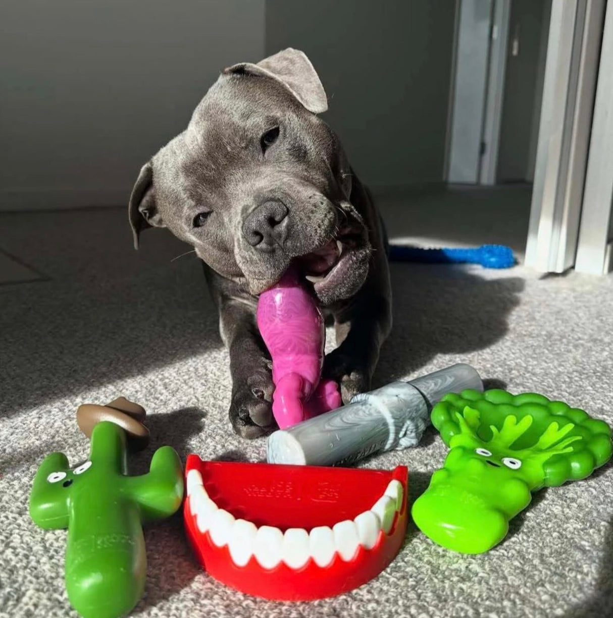 CHOMP-O-POTAMUS