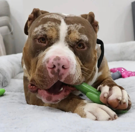 CACTUS COWBOY - "The Toughest Chew Toys on the Planet"