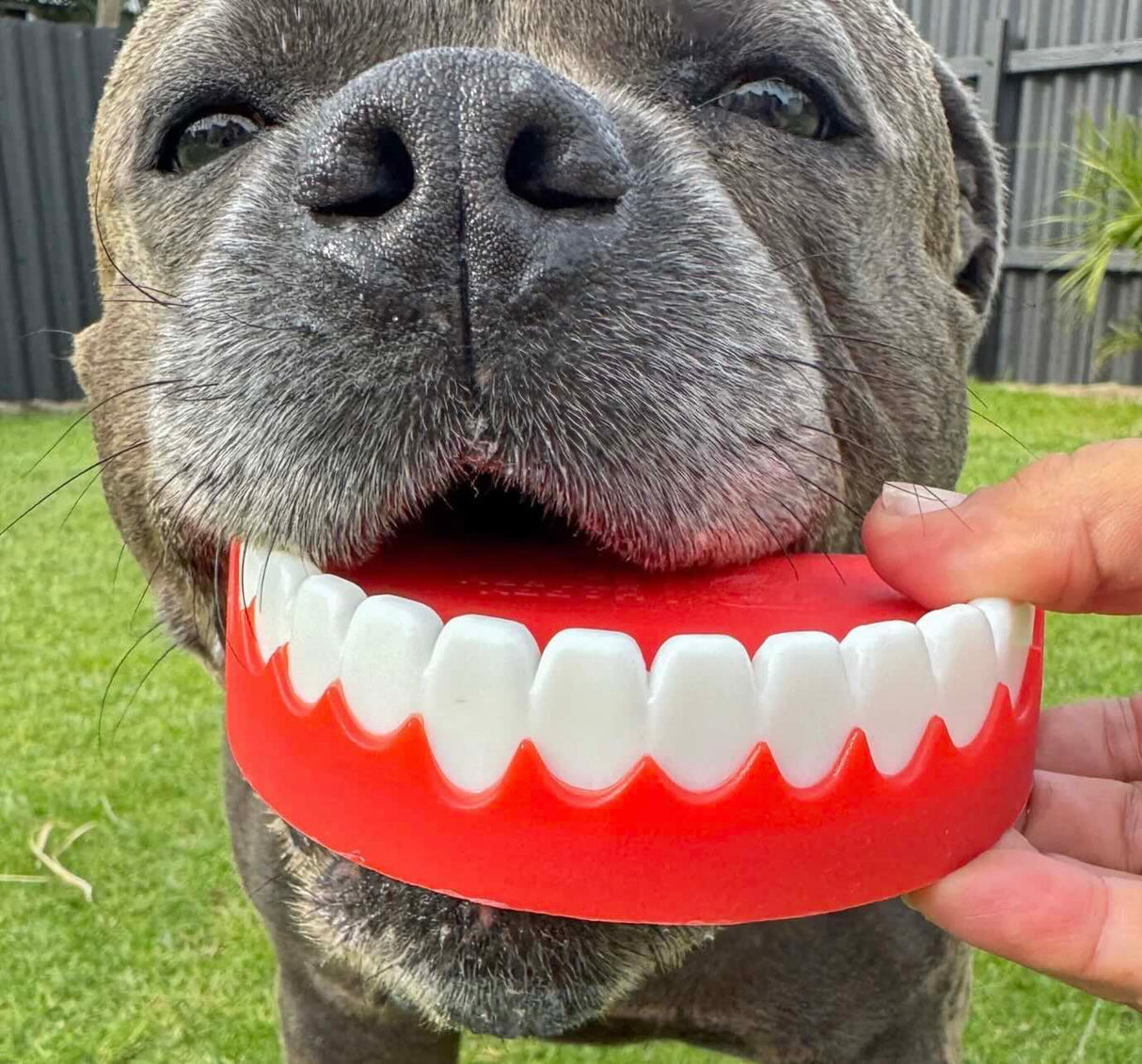 Chatter Chompers
