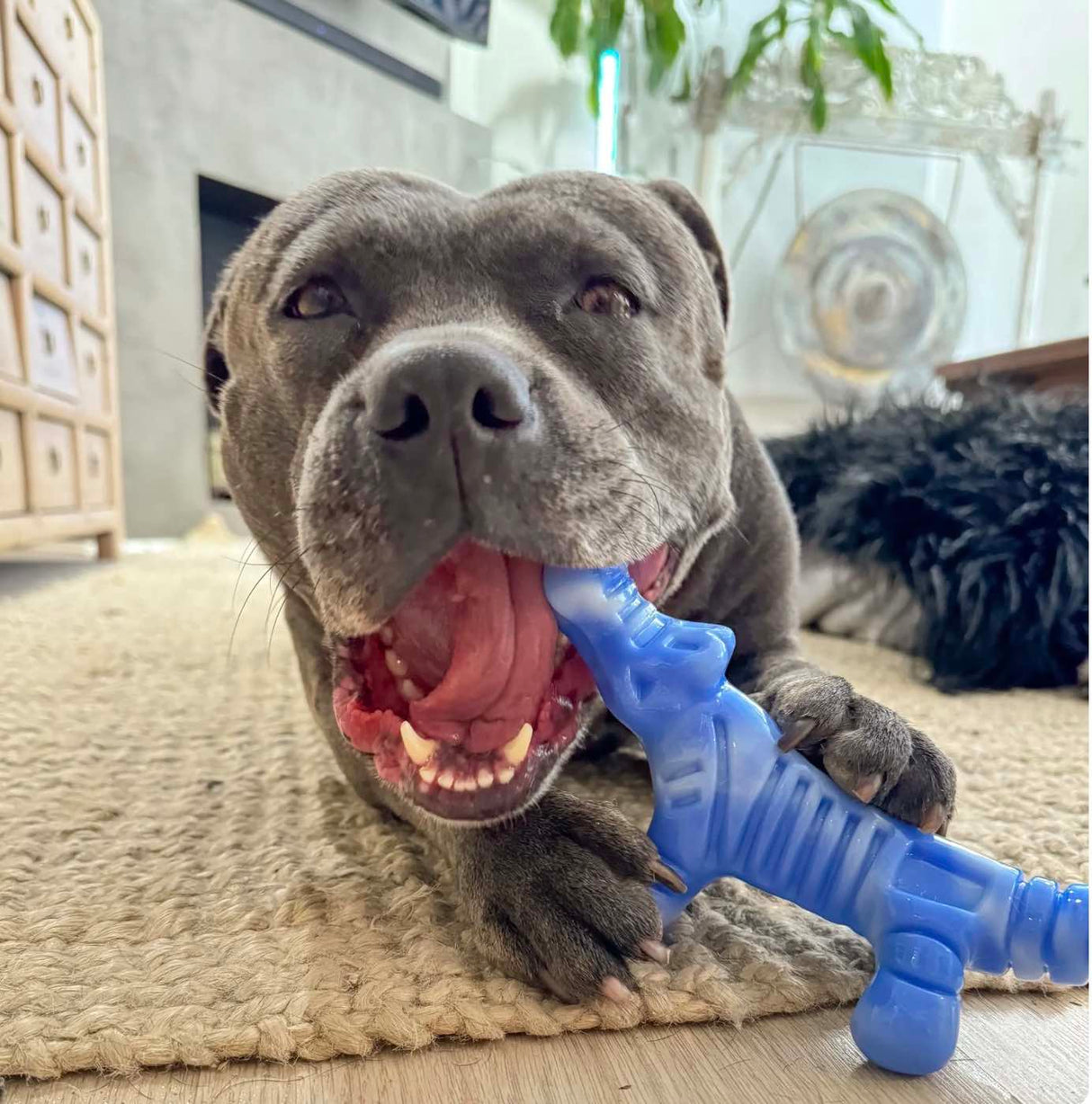 Chewzilla Gator