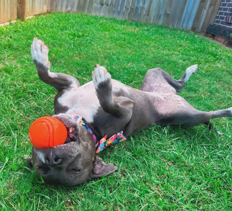HAPPY STAFFY DURABALL - PURPLE