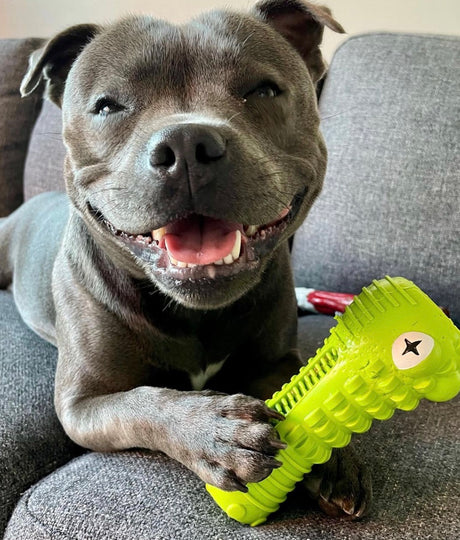 Crocodile Dental Chew
