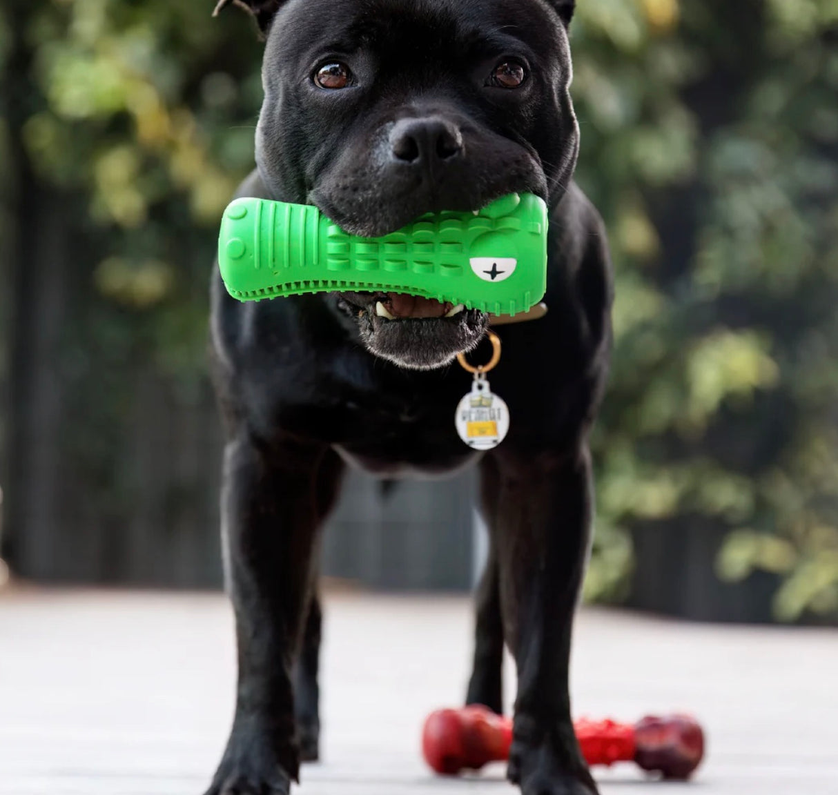 Crocodile Dental Chew