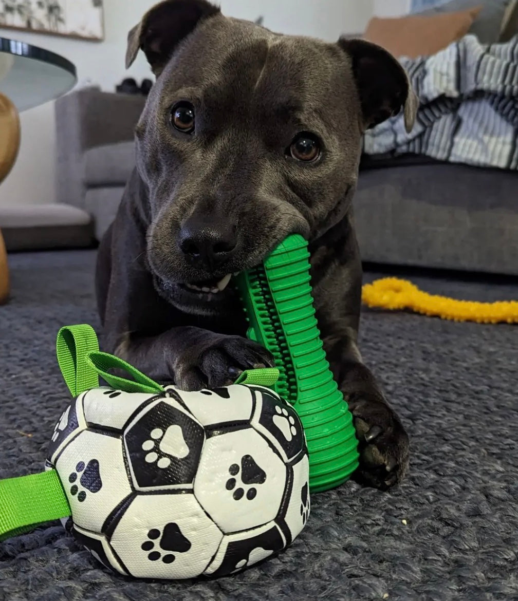 Crocodile Dental Chew