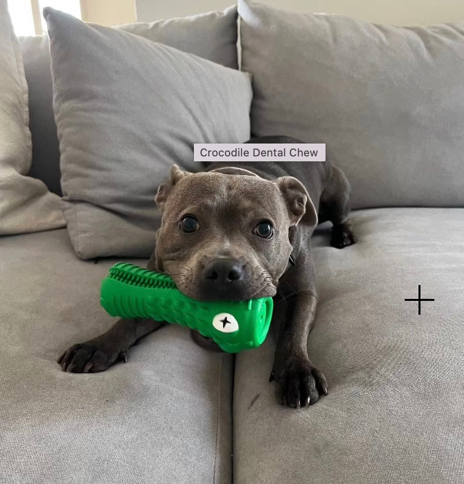 Crocodile Dental Chew