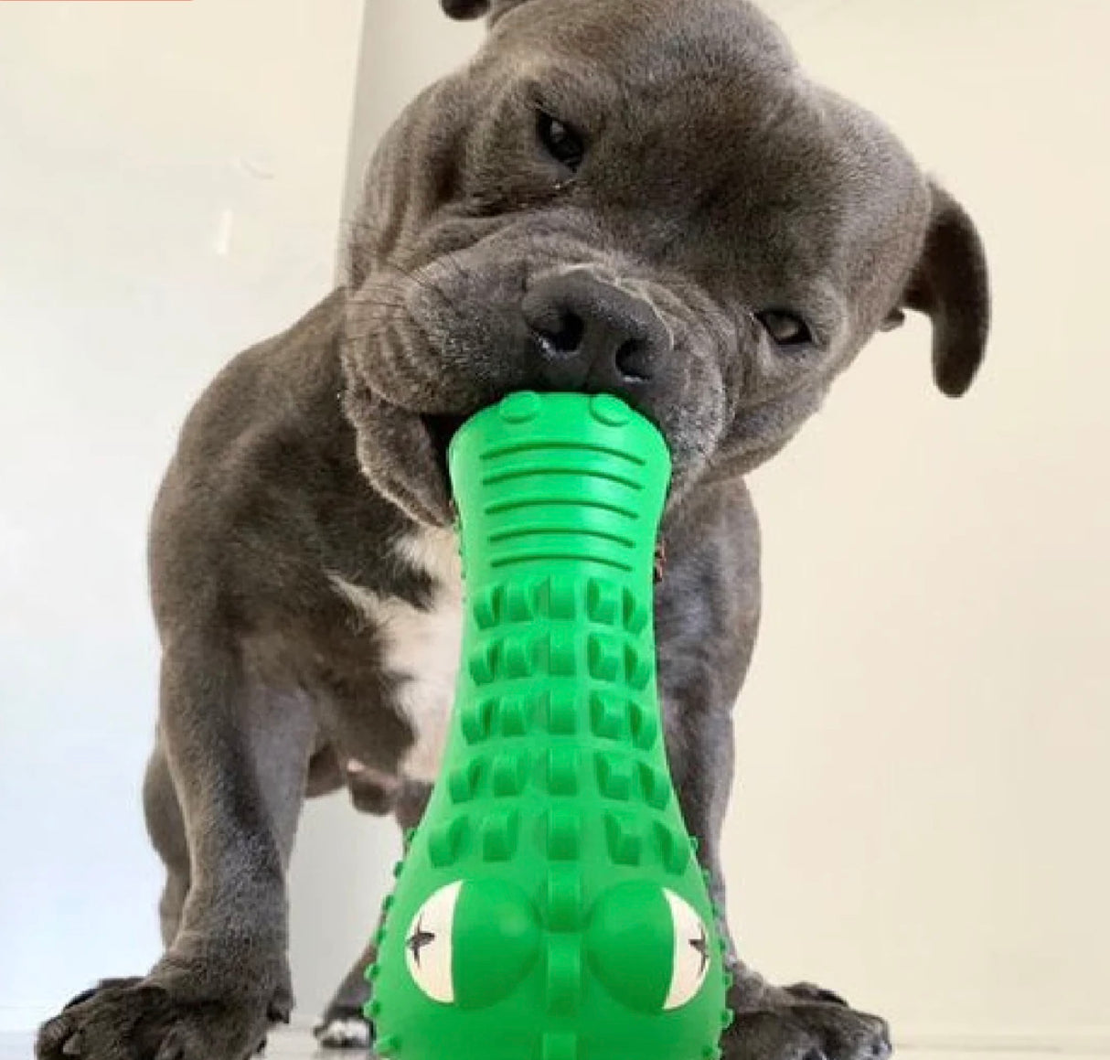 Crocodile Dental Chew