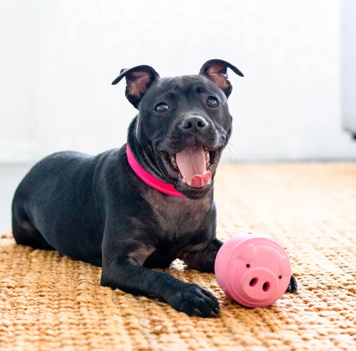POPPY PIG TREAT DISPENSER