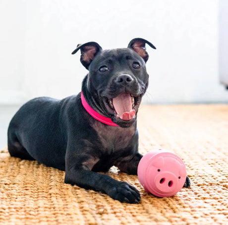 POPPY PIG TREAT DISPENSER