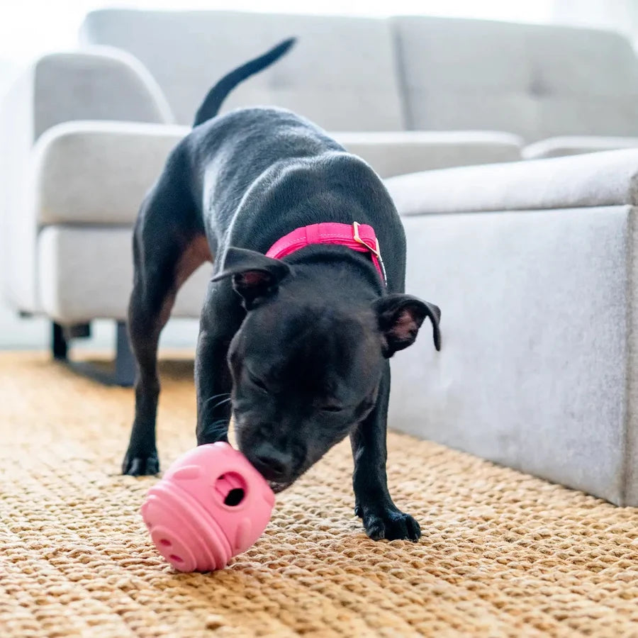 POPPY PIG TREAT DISPENSER