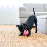 POPPY PIG TREAT DISPENSER
