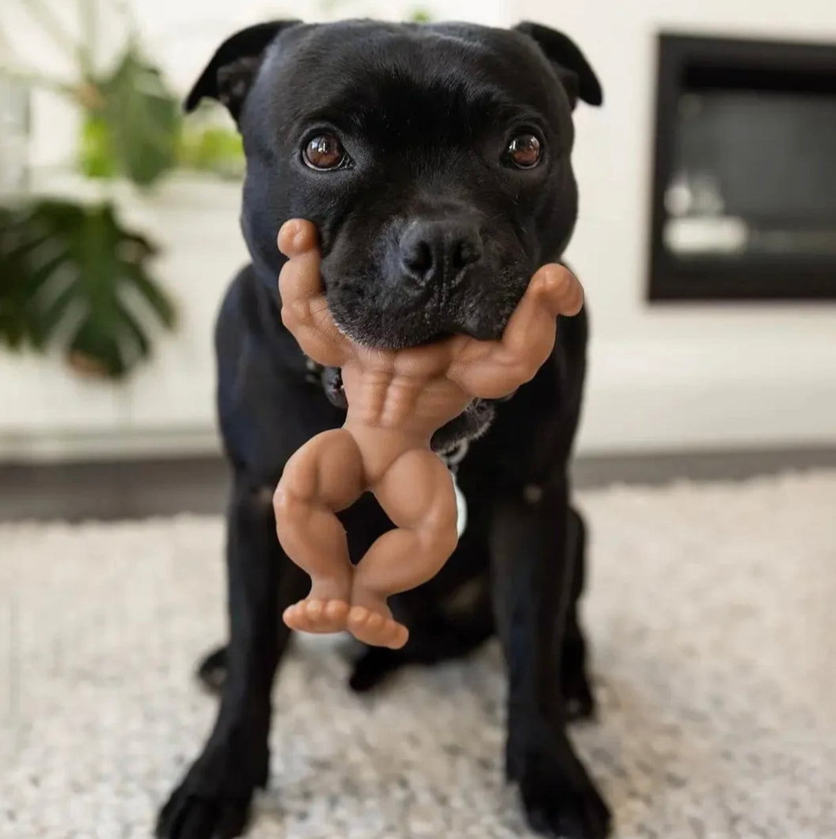 Staffy Schwarzenegger