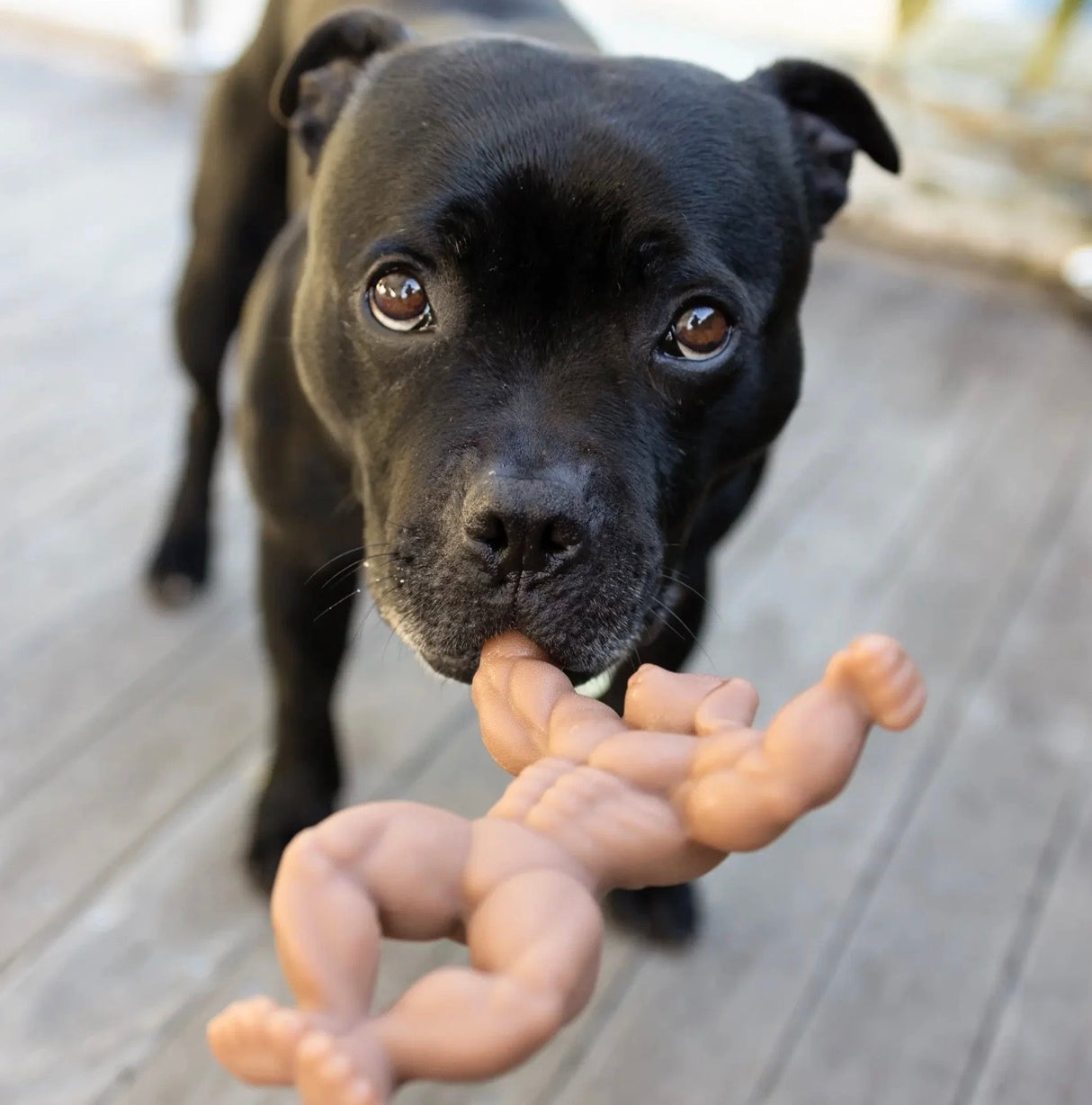 Staffy Schwarzenegger