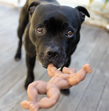 Staffy Schwarzenegger