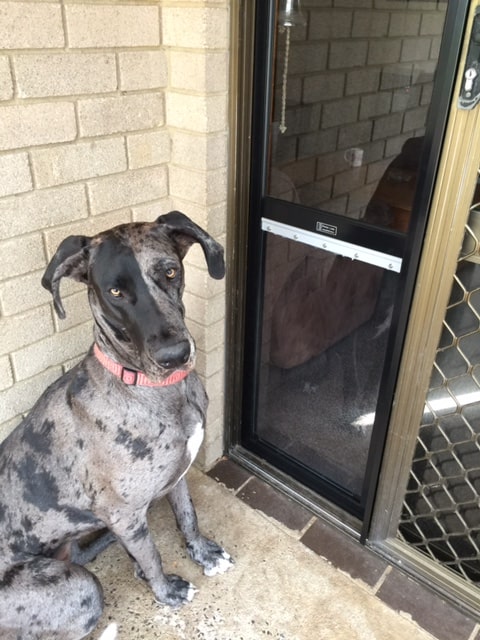 Pet Door Insert – Great Dane