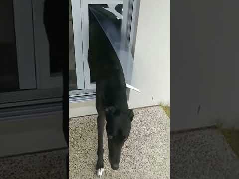 Pet Door Insert – Greyhound