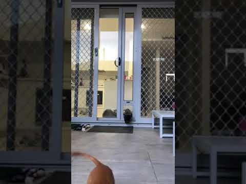 Pet Door Insert – Small