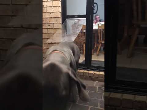 Pet Door Insert – Great Dane
